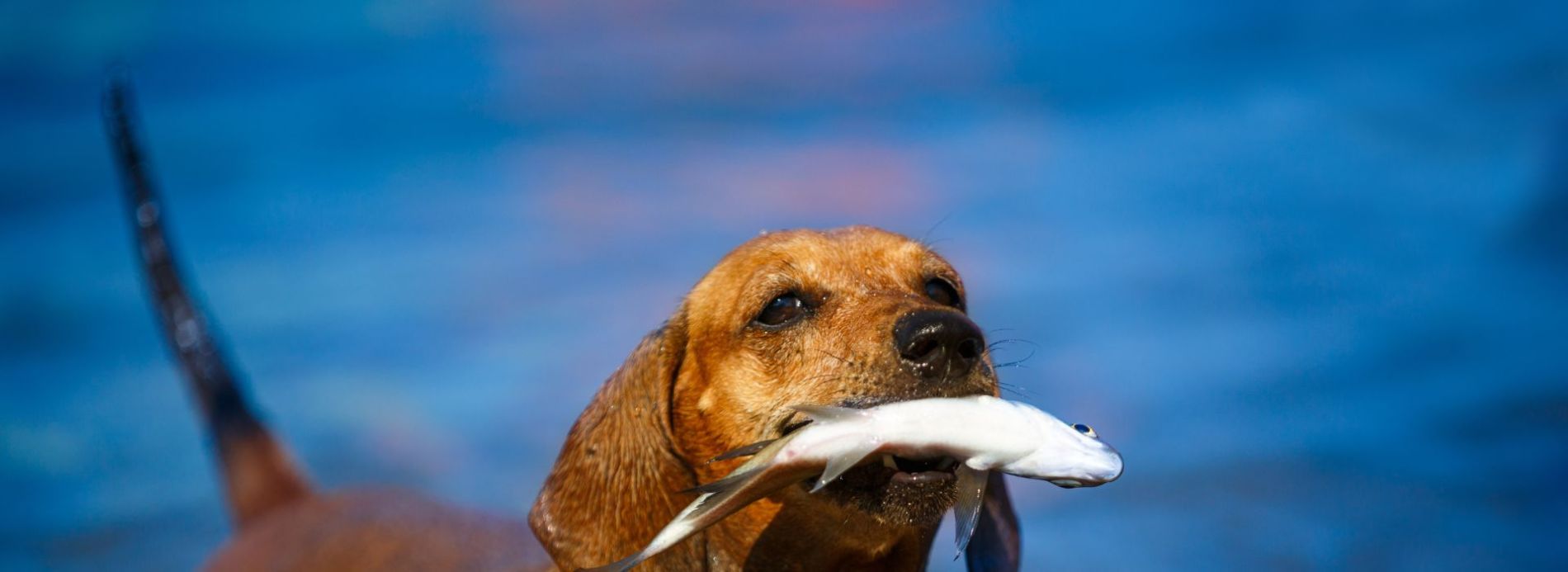 dog with fish