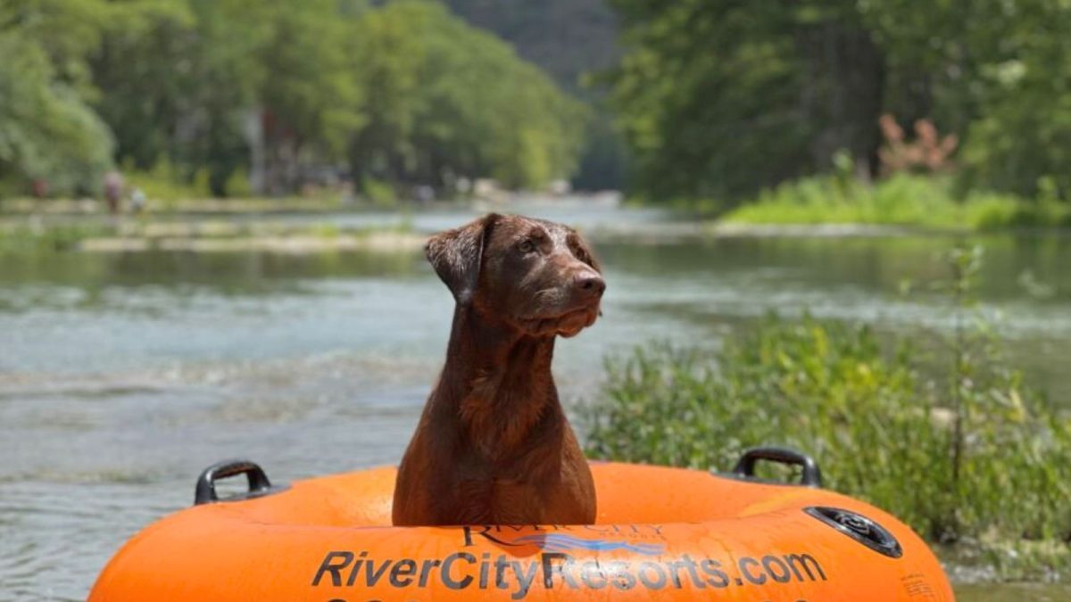 dog in tube on river